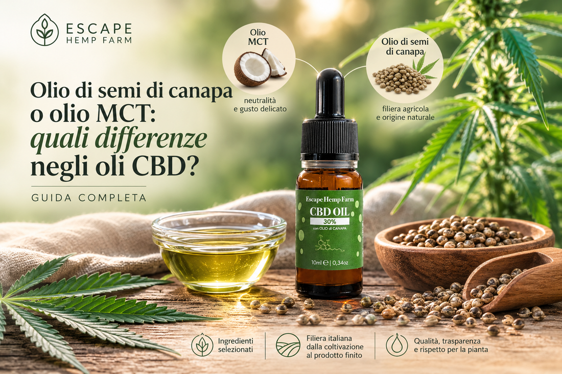 Olio di semi di canapa o olio MCT: quali differenze negli oli CBD?