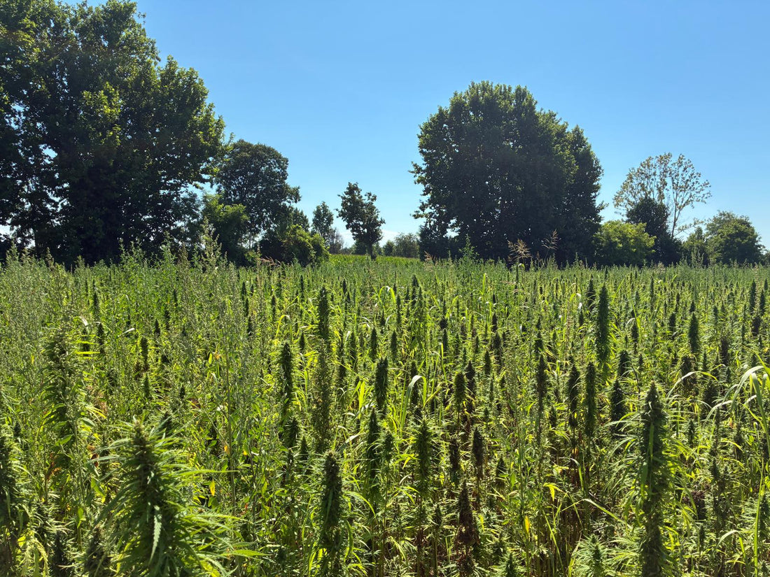 Diario di Campo – 10 Luglio 2026 | I semi iniziano a maturare