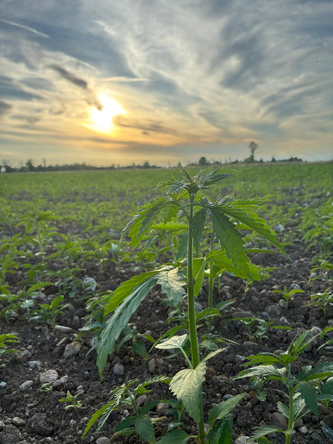 I primi giorni della canapa nei campi Escape Hemp Farm