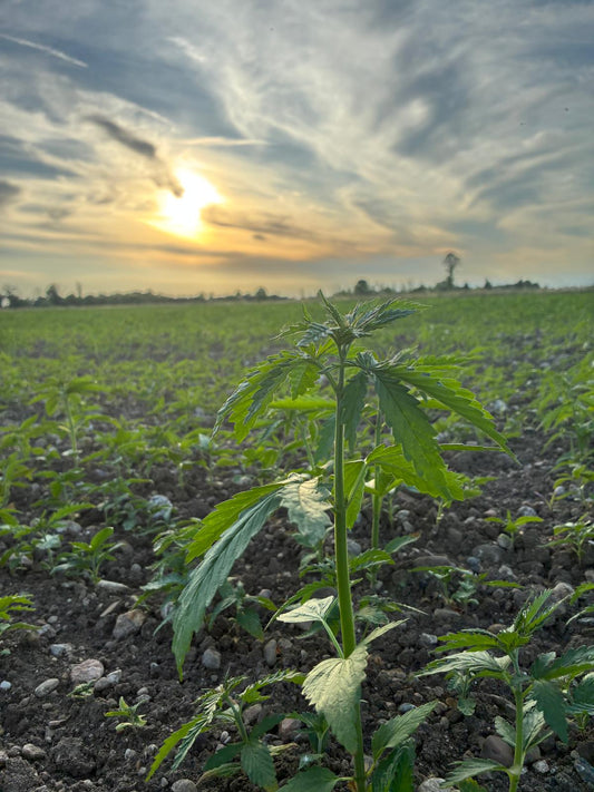 I primi giorni della canapa nei campi Escape Hemp Farm